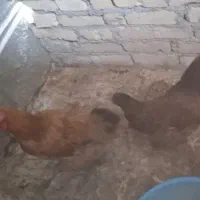 مرغ تخمگذار