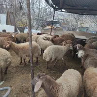 گوسفند     زنده     شبانه روزی     اسلام شهر|حیوانات مزرعه|اسلامشهر, شهرک سالور|دیوار