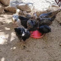 خروس گلین محلی اصل