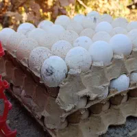 تخم نطفه دار بوقلمون برنز|حیوانات مزرعه|آران و بیدگل, |دیوار