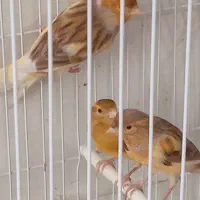 فروش‌۲عدد‌قناری‌نر‌جوان‌وشاداب‌وسرحال‌وبخوان‌