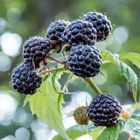 انواع مربای خونگی و گردوی ییلاقی با ترشیجات