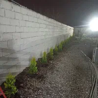 گل کاج لاوسون|گل و گیاه طبیعی|چمستان, |دیوار