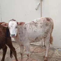 گوساله دورگه