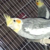 طوطی عروس نر