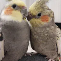 ۳ پرنده با قفس و لونه
