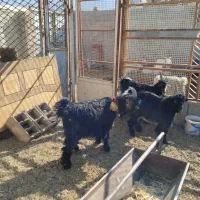 گوسفند میش. بزغاله دوبری .و ۱۵راس بره|حیوانات مزرعه|اصفهان, کوی گلزار|دیوار