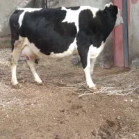 گاو سمینتال شیری با گوساله سمینتال نر 28کیلو شیر