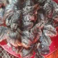 جوجه بوقلمون برنزه