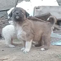 توله الابای اصیل سگ|سگ|تهران, تهرانپارس شرقی|دیوار