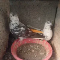 کبوتر پرشی