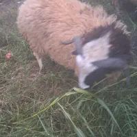 صحیح  و سالم. ب دلیل. نداشتن وقت