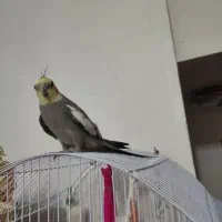 عروس هلندی نر سخنگو|پرنده|طبس, |دیوار