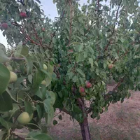 باغشهری ۱۰۰۰ متری در خان زنیان|فروش زمین و ملک کلنگی|شیراز, باهنر|دیوار