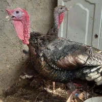 حیوانات مزرعه