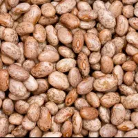 فروش واردات لوبیا چیتی
