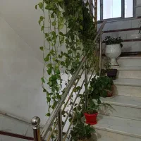 فروش گل آپارتمانی