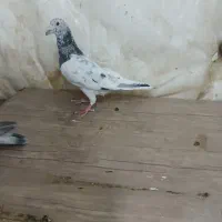 کبوتر سارهفت رنگ وشامی