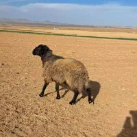 قوچ‌‌