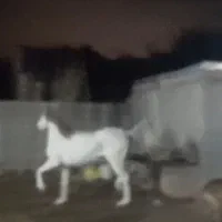 خرید و فروش انواع اسب