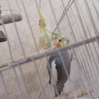 جفت عروس هلندی