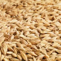 خرید و فروش 3 تن بذر جو مغان