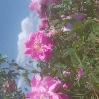 فروش نهال گل محمدی ریشه لخت پنج ساله