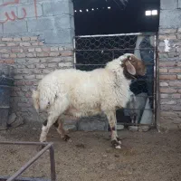 2 راس قوچ فرشی
