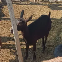 بز مورسیا|حیوانات مزرعه|جیرفت, |دیوار