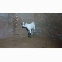 نر سومال