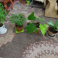 گلهای طبیعی متنوع|گل و گیاه طبیعی|اردبیل, |دیوار