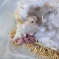 همستر  حیوان خانگی محبوب شما