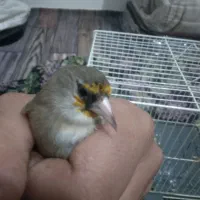 سهره کرمانی نر