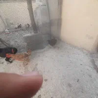 مرغ|پرنده|دهدشت, |دیوار