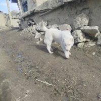 توله سگ