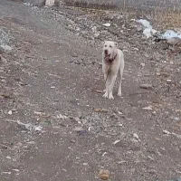 سگ فروشی|سگ|تربت‌حیدریه, ده پائین|دیوار