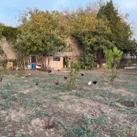 مرغ و خروس گلین/ لاری/گلپایگانی|حیوانات مزرعه|اسلامشهر, کاشانک|دیوار