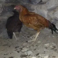 خروس وماکیان فروشی