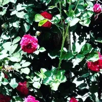 راهنمای‌کنید