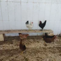 مرغ وخروس