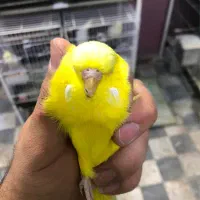 مرغ عشق انگلیسی A