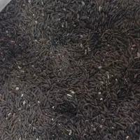 زیره ، تخم شربتی(بالنگو) خاکشیر درجه ۱ هیئتی