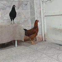 مرغ وخروس محلی|حیوانات مزرعه|مشهد, کوشش|دیوار