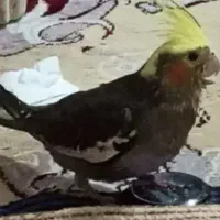 عروس هلندی گمشده