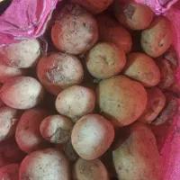 بذر سیب سانته۴۰۲