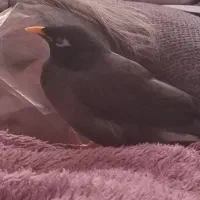 مرغ مینا گمشده