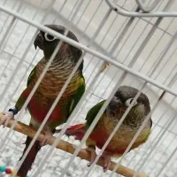 طوطی گرینچیک یلوساید