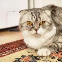 گربه اسکاتیش سیلور اصل