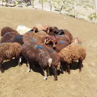 بره نر و ماده|حیوانات مزرعه|زنجان, |دیوار