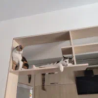 واگذاری رایگان گربه